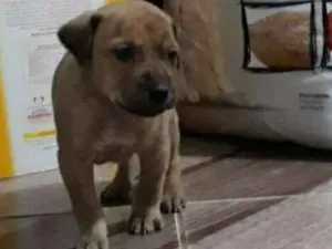 Cachorro raça srd idade Abaixo de 2 meses nome filhotes