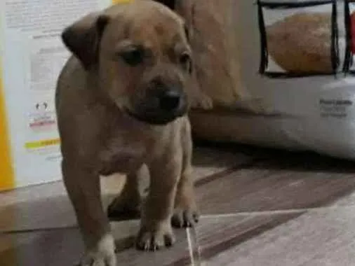 Cachorro ra a srd idade Abaixo de 2 meses nome filhotes