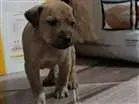 Cachorro raça srd idade Abaixo de 2 meses nome filhotes