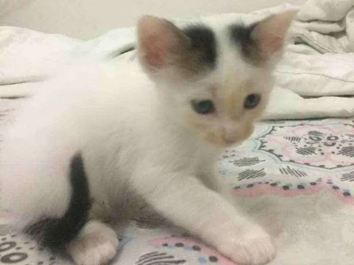Gato ra a vira-lata idade Abaixo de 2 meses nome sem nome