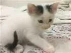 Gato raça vira-lata idade Abaixo de 2 meses nome sem nome