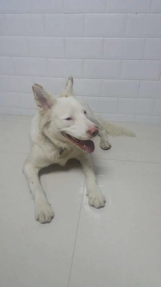 Cachorro ra a Não sei idade 2 a 6 meses nome Não sei