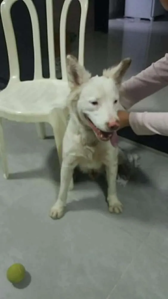 Cachorro ra a Não sei idade 2 a 6 meses nome Não sei