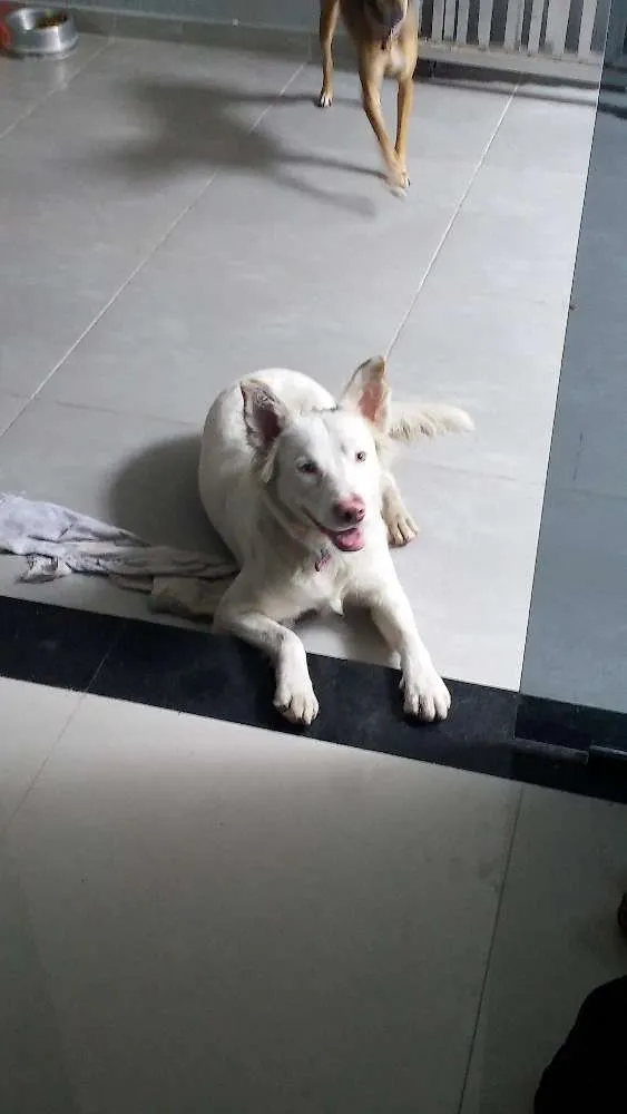 Cachorro ra a Não sei idade 2 a 6 meses nome Não sei