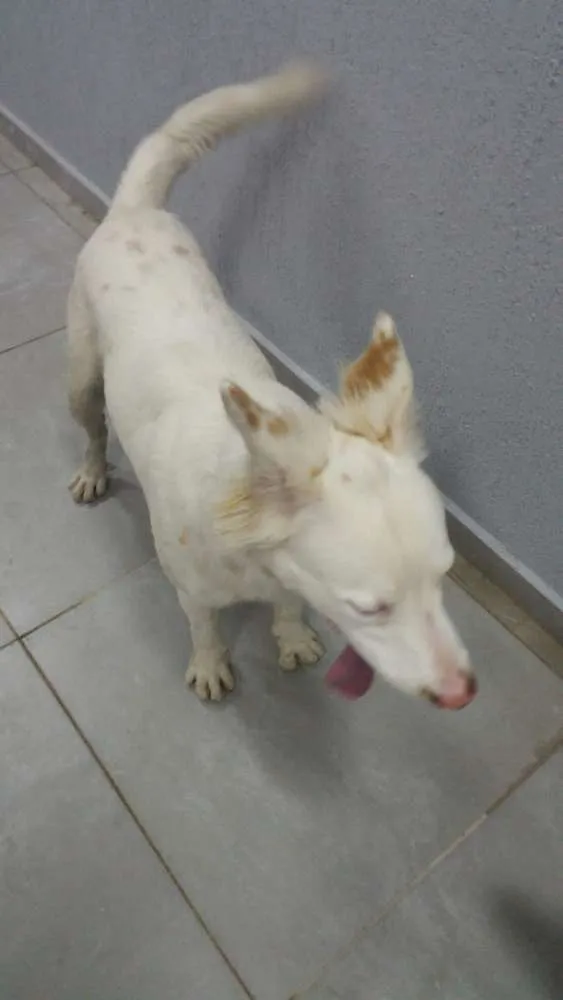 Cachorro ra a Não sei idade 2 a 6 meses nome Não sei