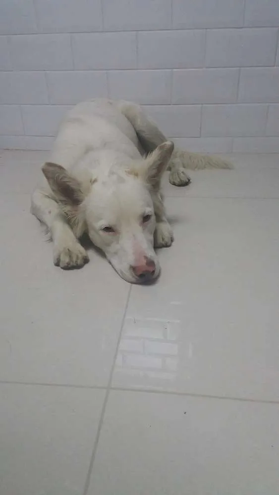 Cachorro ra a Não sei idade 2 a 6 meses nome Não sei