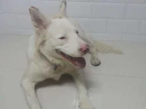 Cachorro raça Não sei idade 2 a 6 meses nome Não sei
