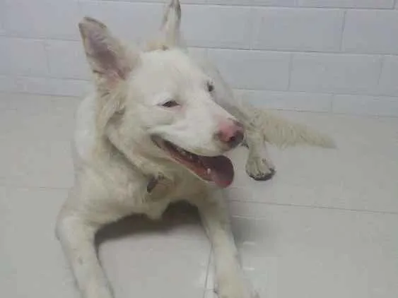 Cachorro ra a Não sei idade 2 a 6 meses nome Não sei