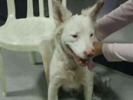 Cachorro ra a Não sei idade 2 a 6 meses nome Não sei