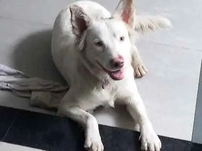 Cachorro ra a Não sei idade 2 a 6 meses nome Não sei
