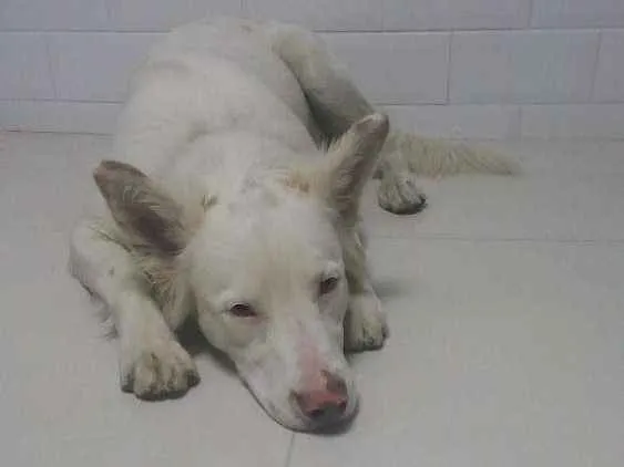 Cachorro ra a Não sei idade 2 a 6 meses nome Não sei