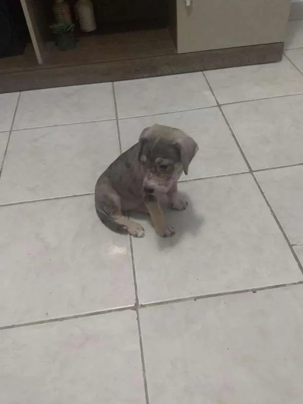 Cachorro ra a Pit-Bull idade 2 a 6 meses nome kira