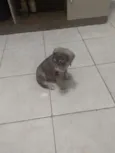 kira