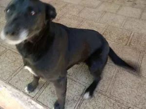 Cachorro raça Srd idade 2 anos nome Tidols