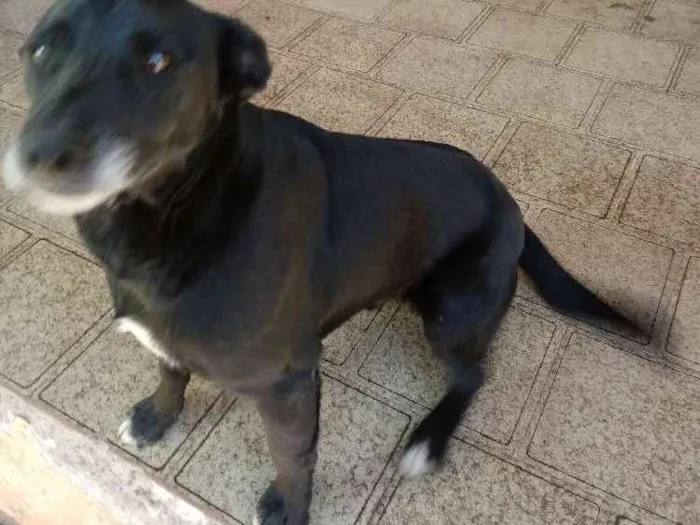 Cachorro ra a Srd idade 2 anos nome Tidols