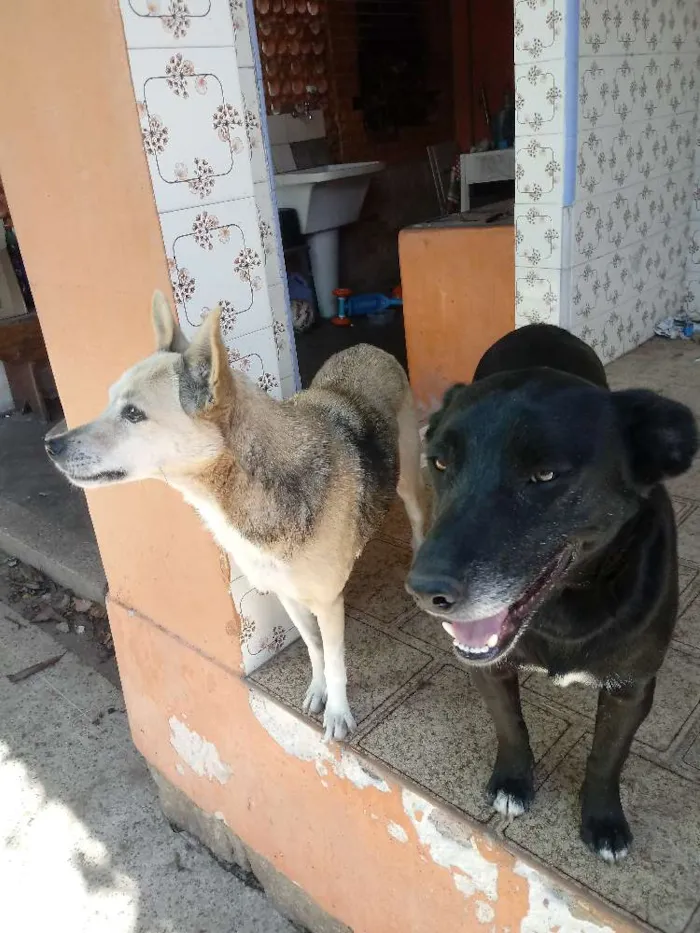 Cachorro ra a Srd idade 6 ou mais anos nome Cindy