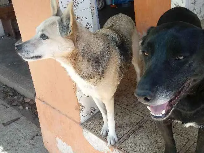 Cachorro ra a Srd idade 6 ou mais anos nome Cindy