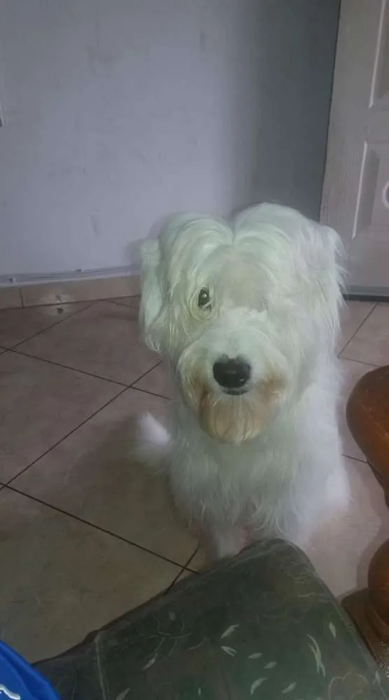 Cachorro raça Nao sei a raça  idade 3 anos nome Boby