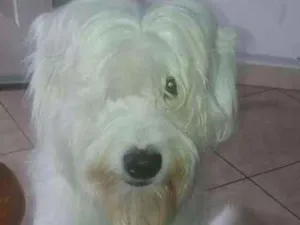 Cachorro raça Nao sei a raça  idade 3 anos nome Boby