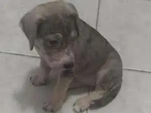 Cachorro raça Pit-Bull idade 2 a 6 meses nome kira