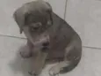 kira