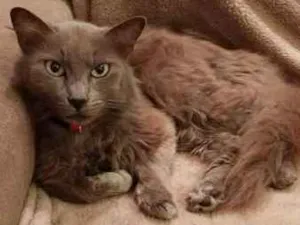 Gato raça SRD idade 2 anos nome Guilhermina