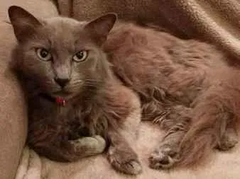 Gato ra a SRD idade 2 anos nome Guilhermina