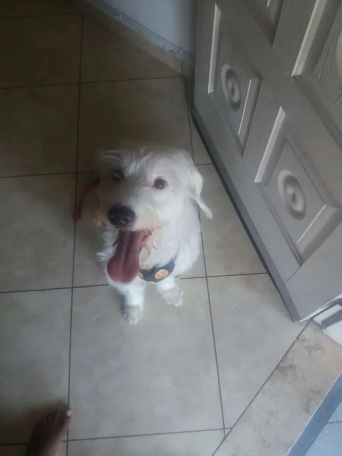 Cachorro raça Nao sei a raça  idade 3 anos nome Boby