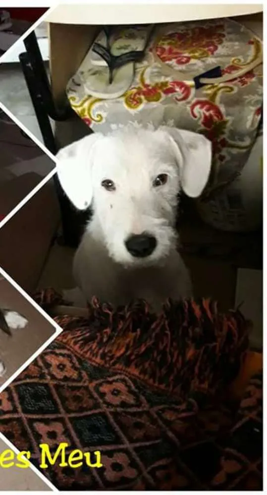Cachorro ra a Labrador idade 1 ano nome Branquinha