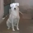 Branquinha