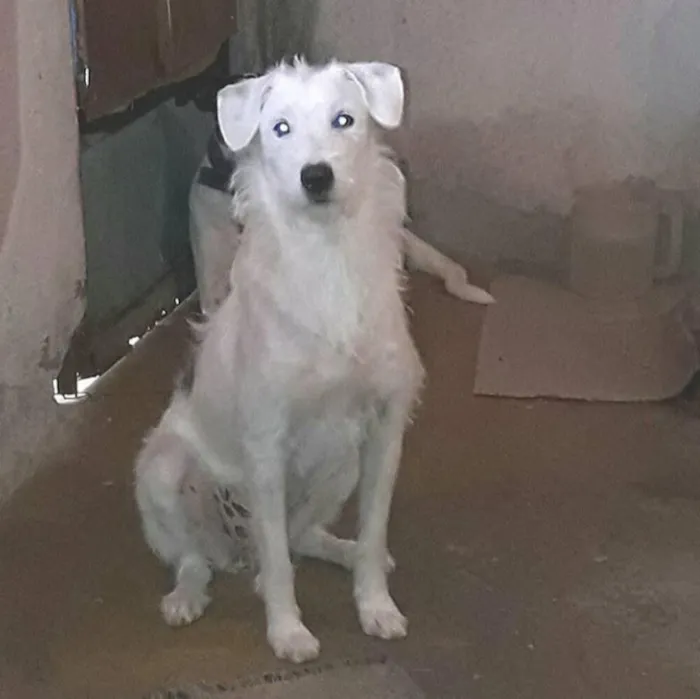 Cachorro ra a Labrador idade 1 ano nome Branquinha