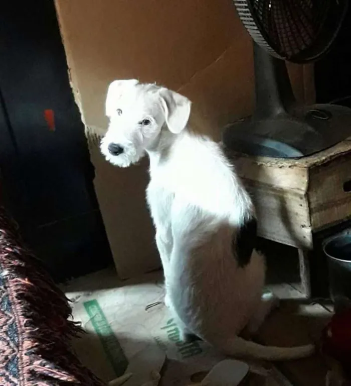 Cachorro ra a Labrador idade 1 ano nome Branquinha