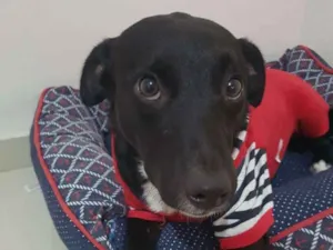 Cachorro raça SRD idade 1 ano nome BULLING