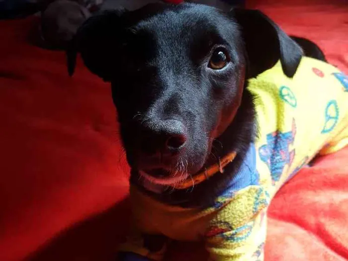 Cachorro ra a SRD idade 1 ano nome BULLING