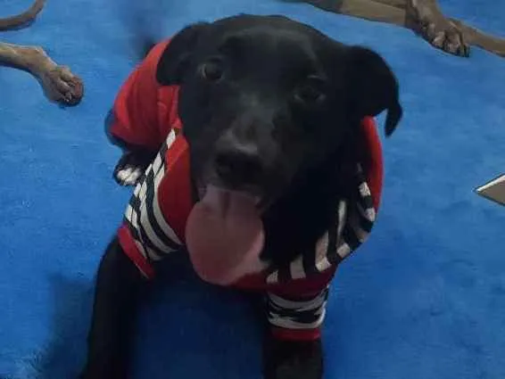 Cachorro ra a SRD idade 1 ano nome BULLING