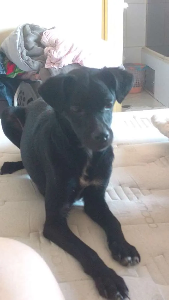 Cachorro ra a Srd idade 1 ano nome Ekko