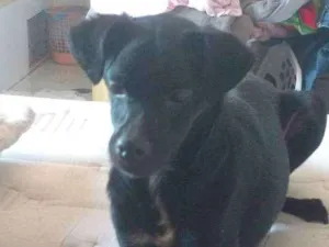 Cachorro raça Srd idade 1 ano nome Ekko