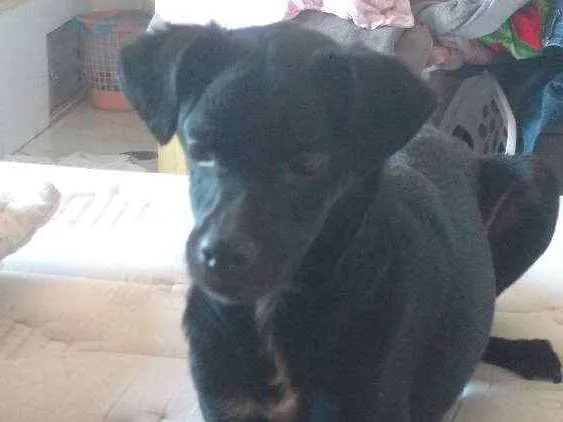 Cachorro ra a Srd idade 1 ano nome Ekko