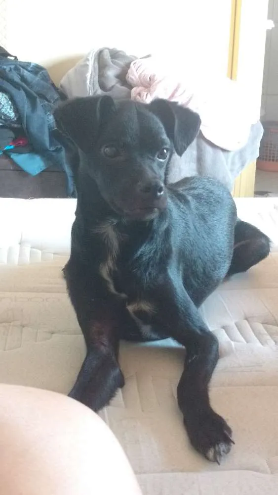 Cachorro ra a Srd idade 1 ano nome Ekko