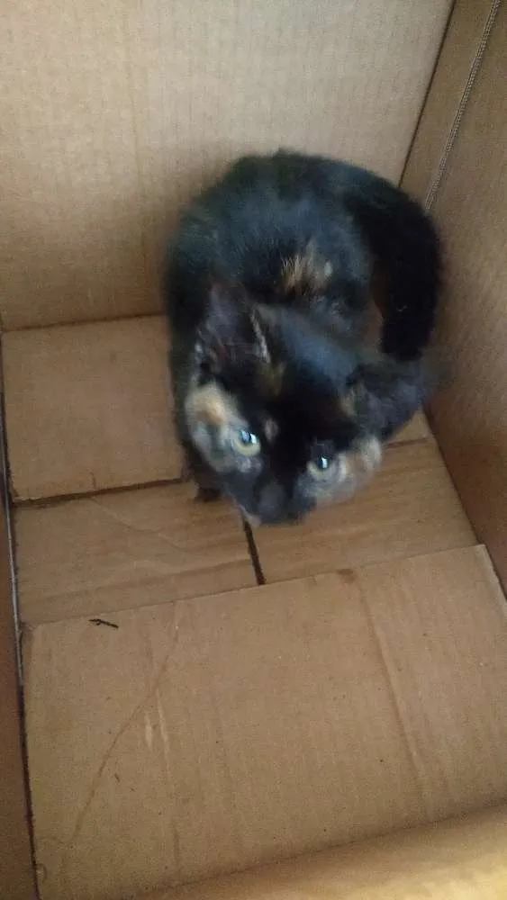 Gato ra a Não sei raça idade 2 a 6 meses nome Não tem nome ainda