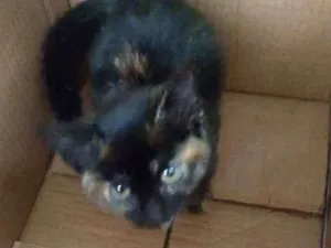 Gato raça Não sei raça idade 2 a 6 meses nome Não tem nome ainda