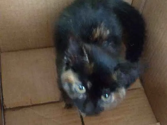 Gato ra a Não sei raça idade 2 a 6 meses nome Não tem nome ainda