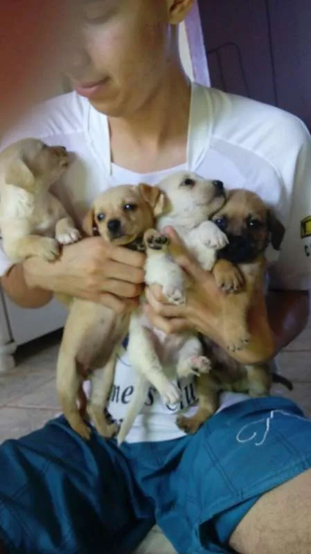 Cachorro ra a Maltês idade Abaixo de 2 meses nome Fantasma, negão
