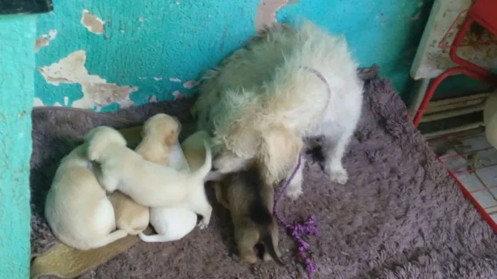 Cachorro ra a Maltês idade Abaixo de 2 meses nome Fantasma, negão