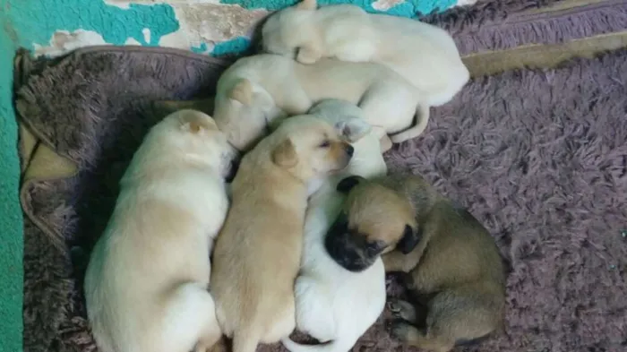 Cachorro ra a Maltês idade Abaixo de 2 meses nome Fantasma, negão