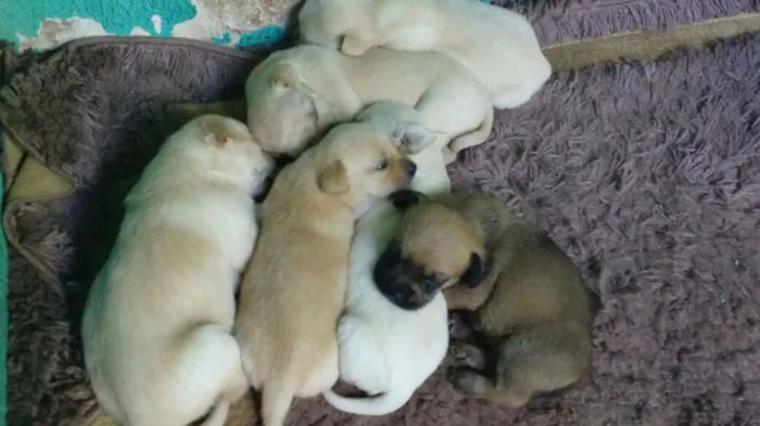 Cachorro ra a Maltês idade Abaixo de 2 meses nome Fantasma, negão