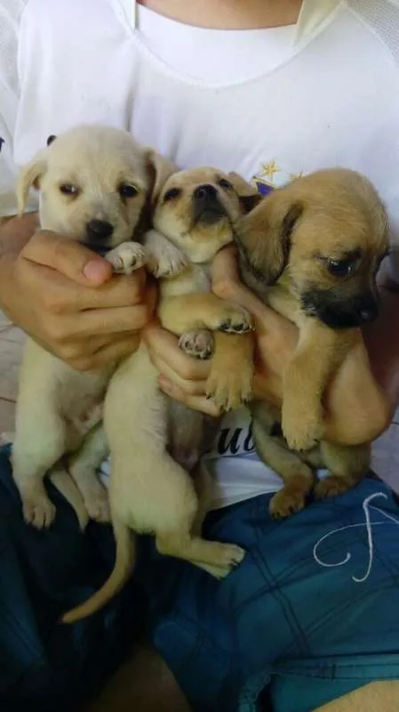 Cachorro ra a Maltês idade Abaixo de 2 meses nome Fantasma, negão
