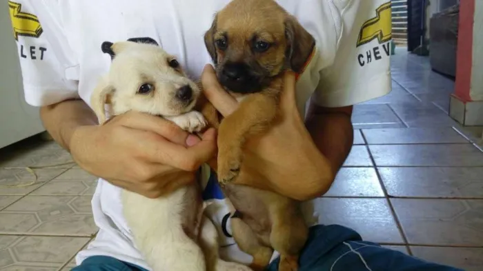 Cachorro ra a Maltês idade Abaixo de 2 meses nome Fantasma, negão