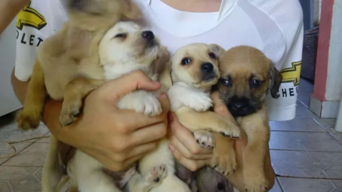 Cachorro ra a Maltês idade Abaixo de 2 meses nome Fantasma, negão