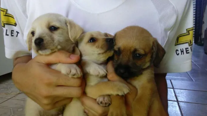 Cachorro ra a Maltês idade Abaixo de 2 meses nome Fantasma, negão